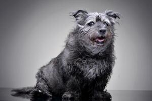 Studio shot of an adorable mixed breed dog photo