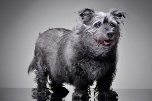 Studio shot of an adorable mixed breed dog photo