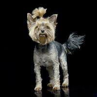 Studio shot of an adorable Yorkshire Terrier photo