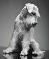 Studio shot of a cute Miniature Schnauzer photo