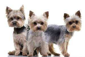 Studio shot of three adorable Yorkshire Terrier photo