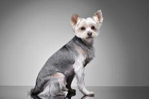 Studio shot of an adorable Yorkshire Terrier photo