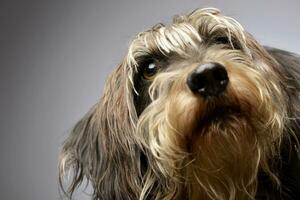 estudio Disparo de un adorable perro tejonero foto