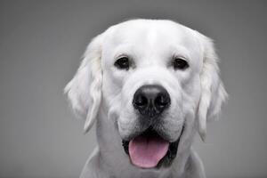 Portrait of an adorable Golden retriever photo