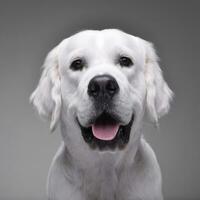 Portrait of an adorable Golden retriever photo