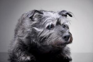 estudio Disparo de un adorable mezclado raza perro foto