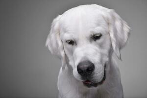 Portrait of an adorable Golden retriever photo