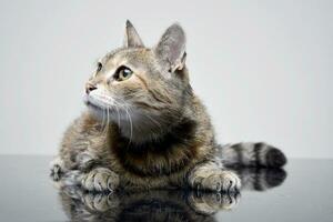 estudio Disparo de un adorable atigrado gato foto