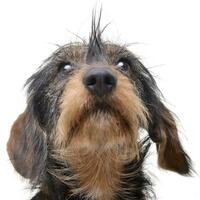 Portrait of an adorable wire haired Dachshund photo