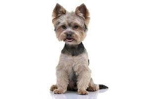 estudio Disparo de un adorable Yorkshire terrier foto