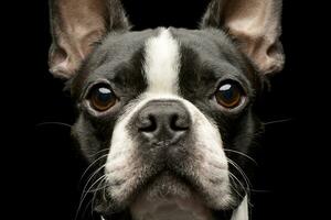 Portrait of an adorable Boston Terrier photo