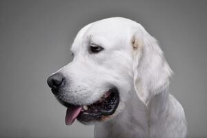 Portrait of an adorable Golden retriever photo