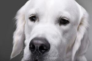 Portrait of an adorable Golden retriever photo