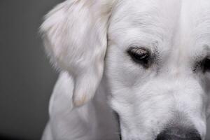 Portrait of an adorable Golden retriever photo