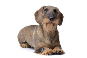 Studio shot of an adorable wire haired dachshund photo