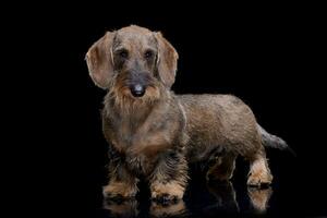 Studio shot of an adorable wire haired dachshund photo