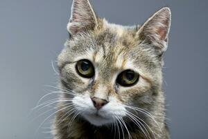 Portrait of an adorable tabby cat photo