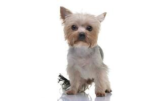 Studio shot of an adorable Yorkshire Terrier photo