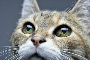 Portrait of an adorable tabby cat photo