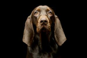 Portrait of an adorable German pointer photo