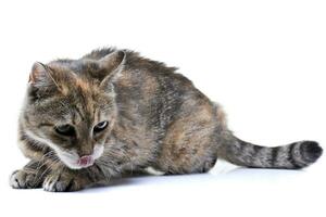 Studio shot of an adorable tabby cat photo