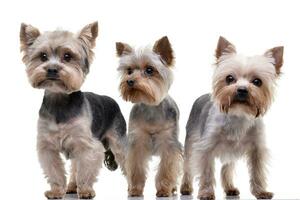 Studio shot of three adorable Yorkshire Terrier photo