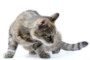 Studio shot of an adorable tabby cat photo