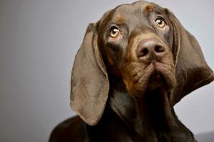 Portrait of an adorable German pointer photo