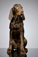 Studio shot of an adorable German pointer photo