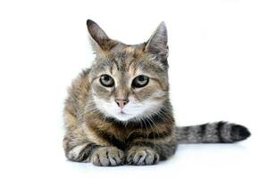 Studio shot of an adorable tabby cat photo