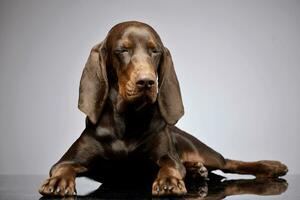 Studio shot of an adorable German pointer photo