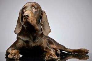 Studio shot of an adorable German pointer photo