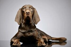 Studio shot of an adorable German pointer photo