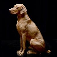 Studio shot of an adorable hungarian vizsla photo