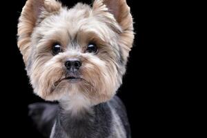 retrato de un adorable Yorkshire terrier foto