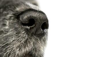 Close shot of an English Cocker Spaniel's nose photo