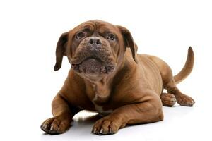 Studio shot of an adorable Dogue de Bordeaux photo