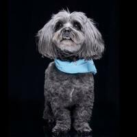 Studio shot of an adorable havanese dog photo