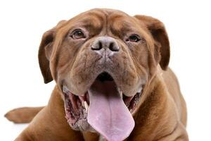 Portrait of an adorable Dogue de Bordeaux photo