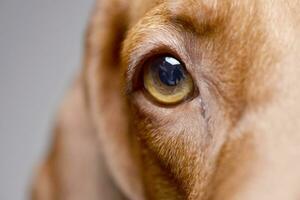 Close portrait of an adorable hungarian vizsla photo