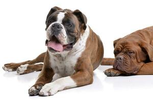 Studio shot of an adorable Boxer and a Dogue de Bordeaux photo