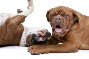 Studio shot of an adorable Boxer and a Dogue de Bordeaux photo