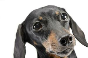 Portrait of an adorable Dachshund photo