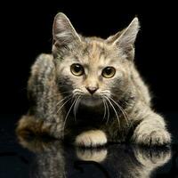 Studio shot of a cute little kitten photo