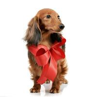 Studio shot of an adorable Dachshund with a red bow photo