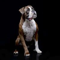 Studio shot of an adorable Boxer photo