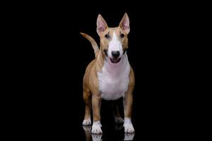 Studio shot of an adorable Mini Bull terrier photo