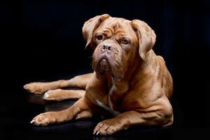 estudio Disparo de un adorable dogo Delaware Burdeos foto