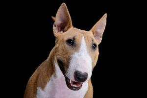 Portrait of an adorable Mini Bull terrier photo