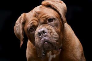 Portrait of an adorable Dogue de Bordeaux photo